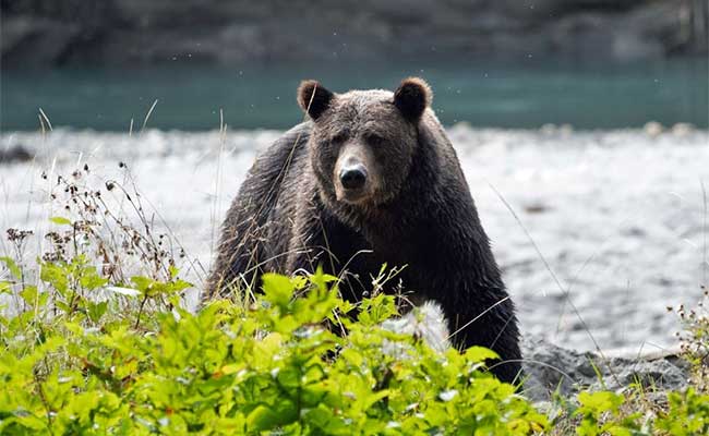 Campbell River Whale Watching and Adventure Tours